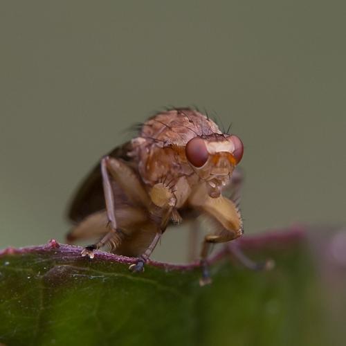 Suillia gigantea